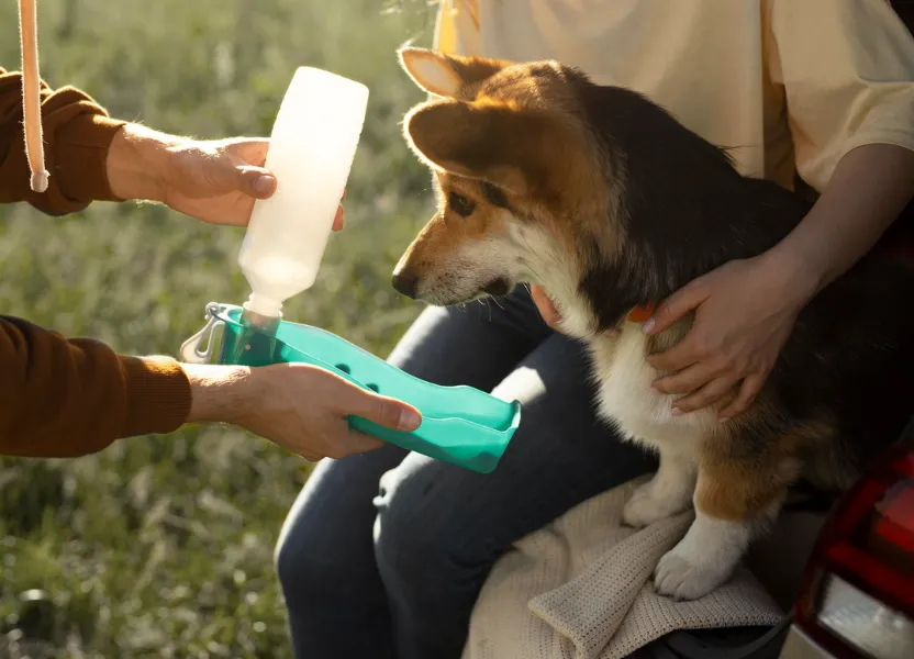 Cuddly: Shop Pet Products, Feed Rescue Pets