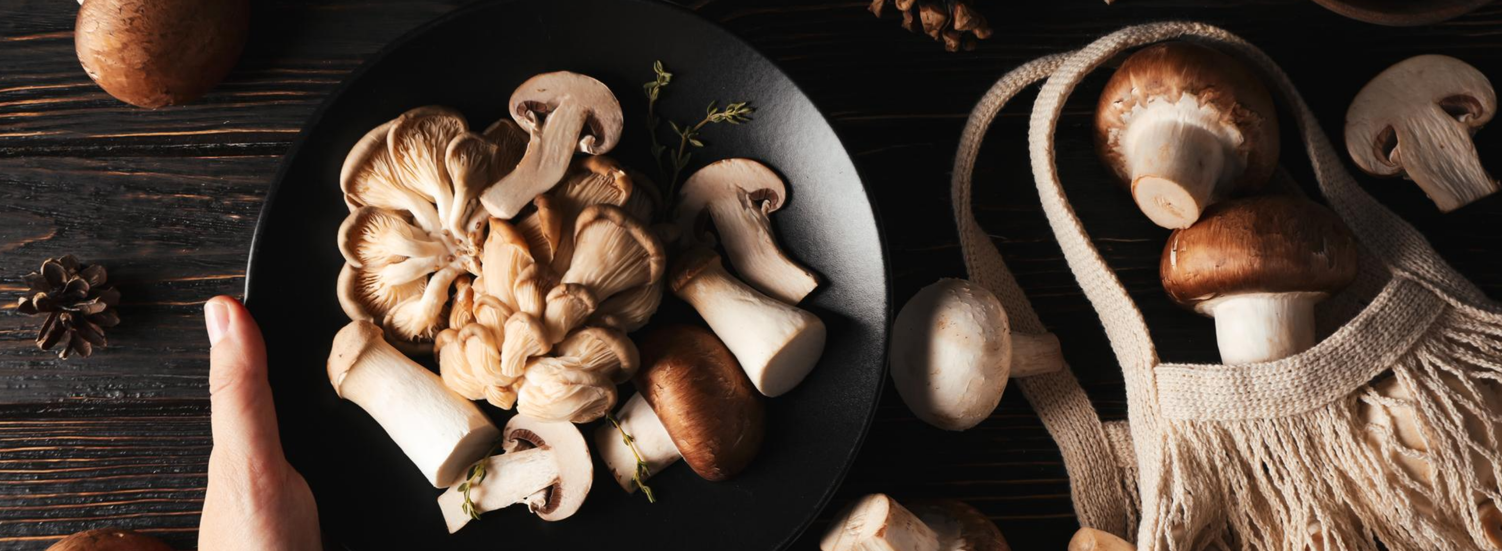 VitalSetas Guide to Functional Mushrooms and Wellness