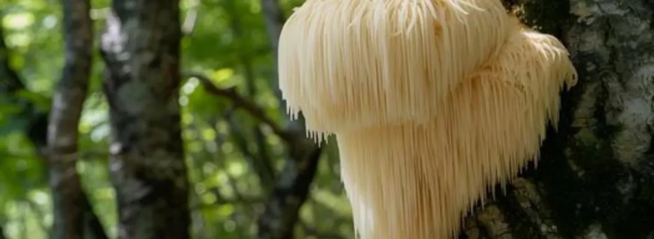 lions mane